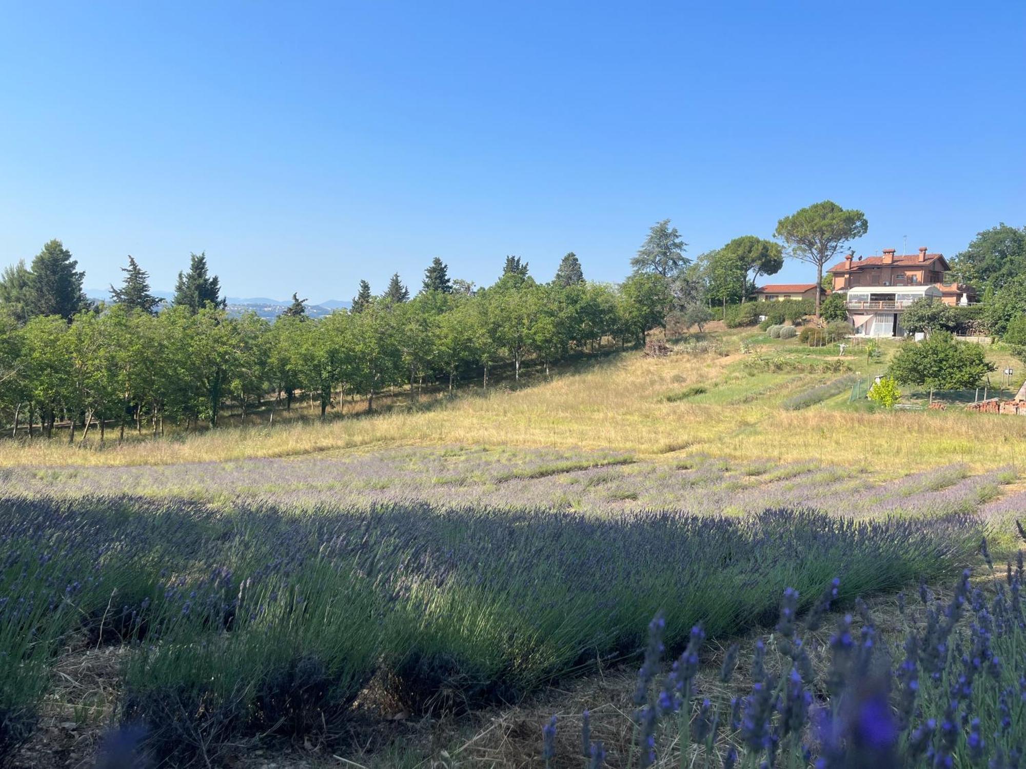 Agriturismo Villa Beatrice Mondavio Extérieur photo